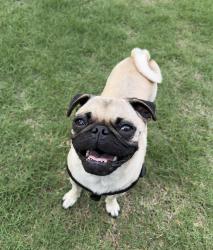 Lost Female Dog last seen McKinley ave, Oklahoma City, OK 73139
