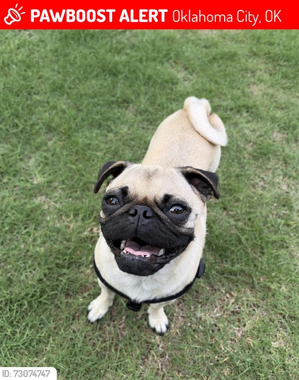 Lost Female Dog last seen McKinley ave, Oklahoma City, OK 73139