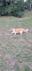 Found/Stray Unknown Cat last seen Morocco and kruse, Petersburg, MI 49270