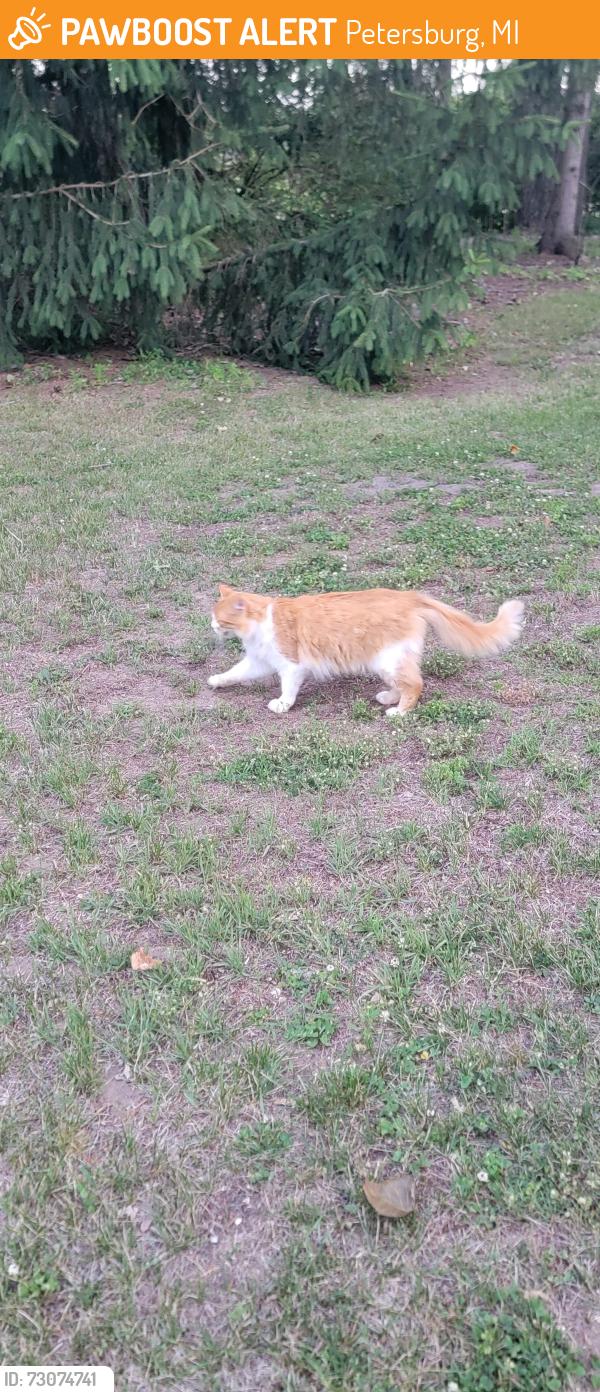 Found/Stray Unknown Cat last seen Morocco and kruse, Petersburg, MI 49270