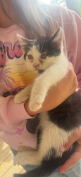 Lost Male Cat last seen Plainview Road - Revie Drive, Homeland Park, SC 29624