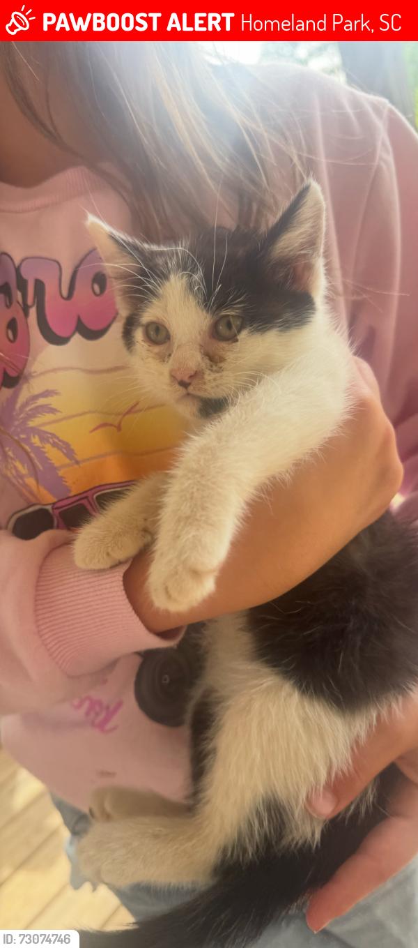 Lost Male Cat last seen Plainview Road - Revie Drive, Homeland Park, SC 29624