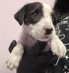 Shelter Stray Male Dog last seen Near Rene, COUNTY of El Paso, TX, 5001 Fred Wilson Ave, El Paso, TX 79906, USA