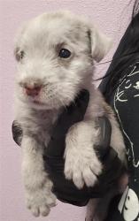 Shelter Stray Male Dog last seen Near Rene, COUNTY of El Paso, TX, 5001 Fred Wilson Ave, El Paso, TX 79906, USA