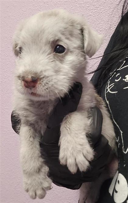 Shelter Stray Male Dog last seen Near Rene, COUNTY of El Paso, TX, 5001 Fred Wilson Ave, El Paso, TX 79906, USA