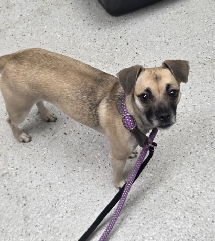 Shelter Stray Female Dog last seen Near Enterprise, Oakland, CA, 1101 29th Ave, Oakland, CA 94601, USA