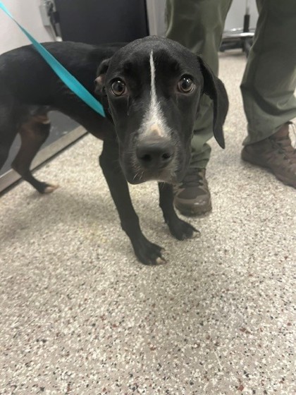 Shelter Stray Male Dog last seen Near old NC 27 Hwy, County/Unicorporated, NC, 1491 Business Park Ct, Gastonia, NC 28052, USA