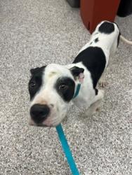 Shelter Stray Male Dog last seen Near old NC 27 Hwy, County/Unicorporated, NC, 1491 Business Park Ct, Gastonia, NC 28052, USA