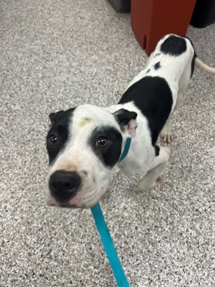 Shelter Stray Male Dog last seen Near old NC 27 Hwy, County/Unicorporated, NC, 1491 Business Park Ct, Gastonia, NC 28052, USA