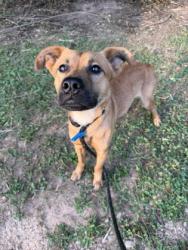 Shelter Stray Male Dog last seen Near Carriage Pl Ct 12, 1203, 30033, GA, 3280 Chamblee Dunwoody Rd, Chamblee, GA 30341, USA