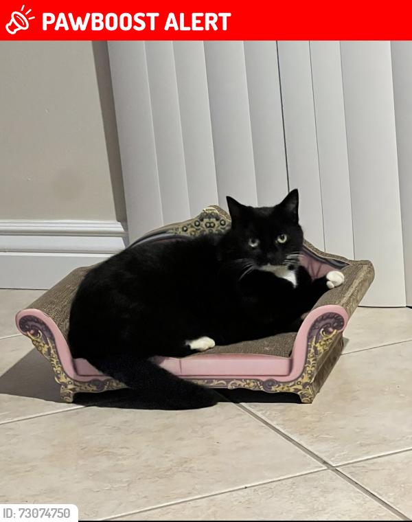 Lost Female Cat last seen Lindenwald lane, Altamonte Springs, FL 32701