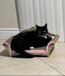 Lost Female Cat last seen Lindenwald lane, Altamonte Springs, FL 32701