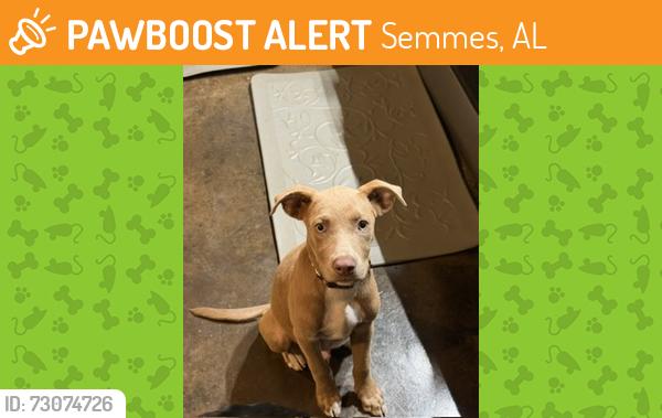Found/Stray Male Dog last seen Firetower, Semmes, AL 36575