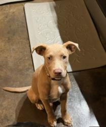 Found/Stray Male Dog last seen Firetower, Semmes, AL 36575