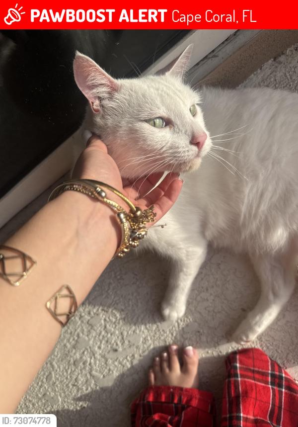 Lost Male Cat last seen NW 23RD ST, Cape Coral, FL 33993