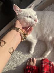 Lost Male Cat last seen NW 23RD ST, Cape Coral, FL 33993