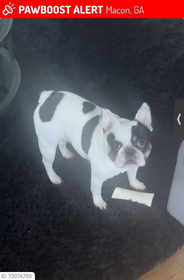Lost Male Dog last seen West Buford rd & ingleside ave, Macon, GA 31204