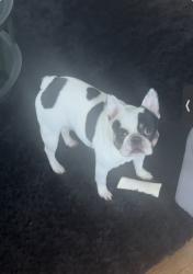 Lost Male Dog last seen West Buford rd & ingleside ave, Macon, GA 31204
