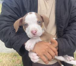 Lost Male Dog last seen Richmond, Richmond, CA 94801