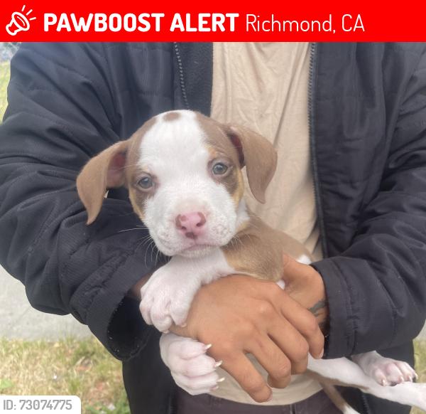 Lost Male Dog last seen Richmond, Richmond, CA 94801