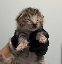 Shelter Stray Female Cat last seen Near 47th Street, San Diego, CA, 92102, 5500 Gaines St, San Diego, CA 92110, USA