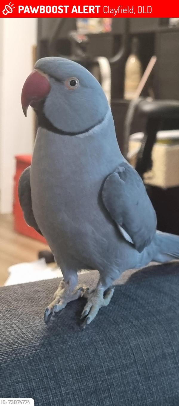 Lost Male Bird last seen Alma Road, Clayfield, QLD 4011