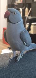 Lost Male Bird last seen Alma Road, Clayfield, QLD 4011