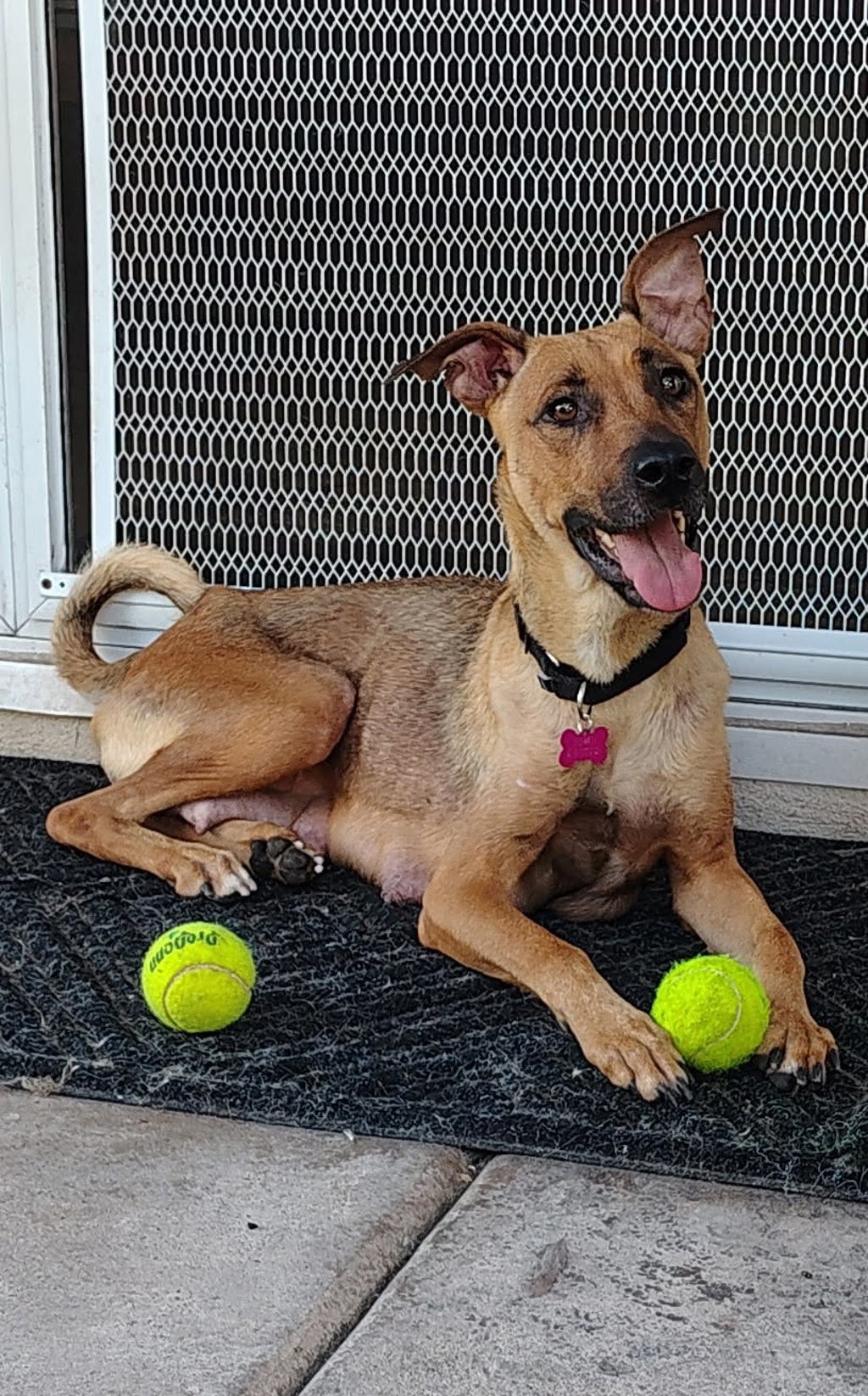 Shelter Stray Female Dog last seen Near El Cajon Boulevard, San Diego, CA, 92104, 5500 Gaines St, San Diego, CA 92110, USA
