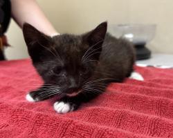 Shelter Stray Female Cat last seen Vista, CA, 92084, Oceanside, CA 92058, USA