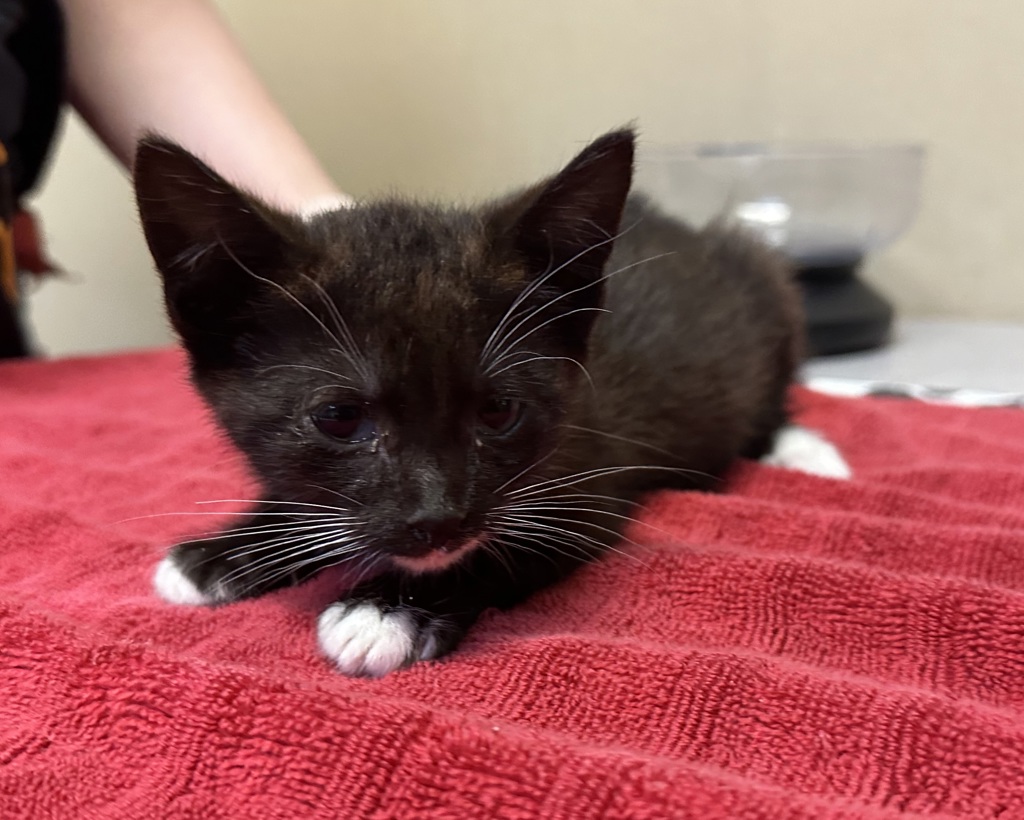 Shelter Stray Female Cat last seen Vista, CA, 92084, Oceanside, CA 92058, USA