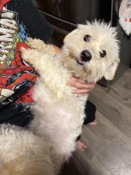 Found/Stray Female Dog last seen Kirshner Way, San Antonio, TX 78252