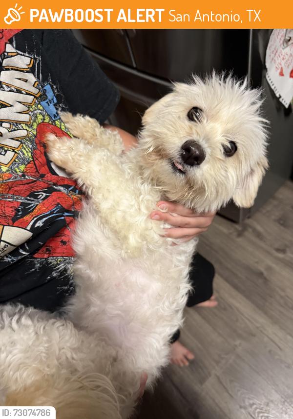 Found/Stray Female Dog last seen Kirshner Way, San Antonio, TX 78252