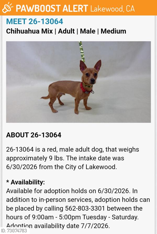 Found/Stray Male Dog last seen Lakewood Mall, Lakewood, CA 90714
