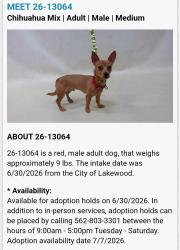 Found/Stray Male Dog last seen Lakewood Mall, Lakewood, CA 90714