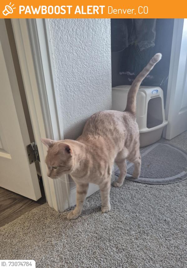 Found/Stray Unknown Cat last seen Kenyon & Tamarac, Denver, CO 80237