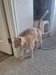 Found/Stray Unknown Cat last seen Kenyon & Tamarac, Denver, CO 80237