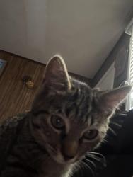 Reunited Female Cat last seen Gentry St, Greensboro, NC 27407