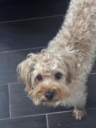 Reunited Male Dog last seen Publix US HWY 98 S, Lakeland, FL 33801