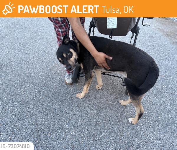 Found/Stray Male Dog last seen 41st and memorial, Tulsa, OK 74145