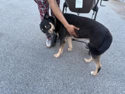 Found/Stray Male Dog last seen 41st and memorial, Tulsa, OK 74145