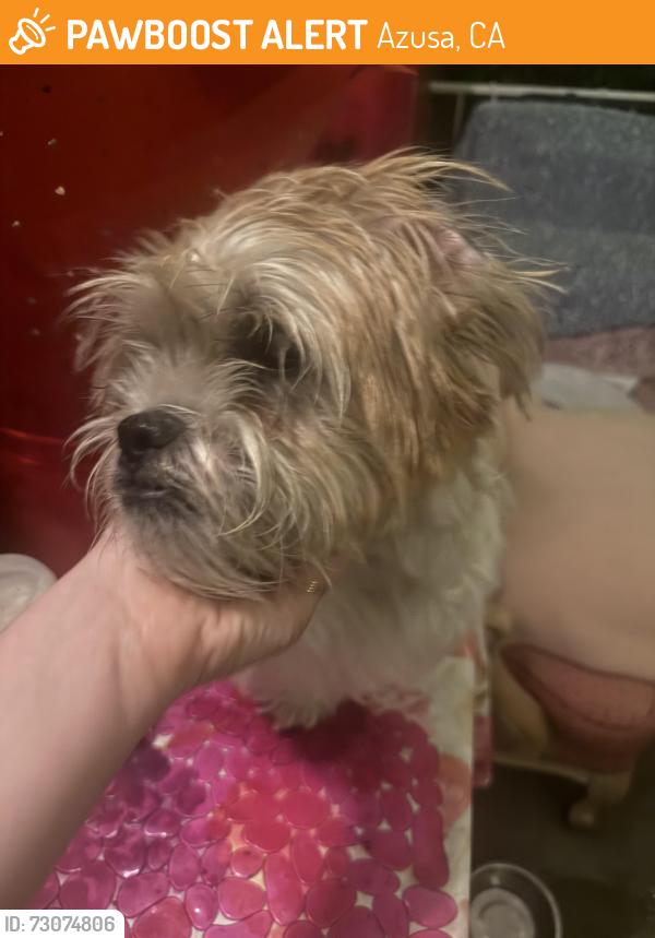 Found/Stray Male Dog last seen Pasadena Ave & Second St., Azusa, CA 91702