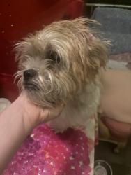 Found/Stray Male Dog last seen Pasadena Ave & Second St., Azusa, CA 91702