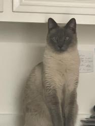 Lost Male Cat last seen Greenbush ave panorama city, Los Angeles, CA 91402
