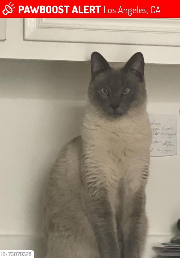 Lost Male Cat last seen Greenbush ave panorama city, Los Angeles, CA 91402