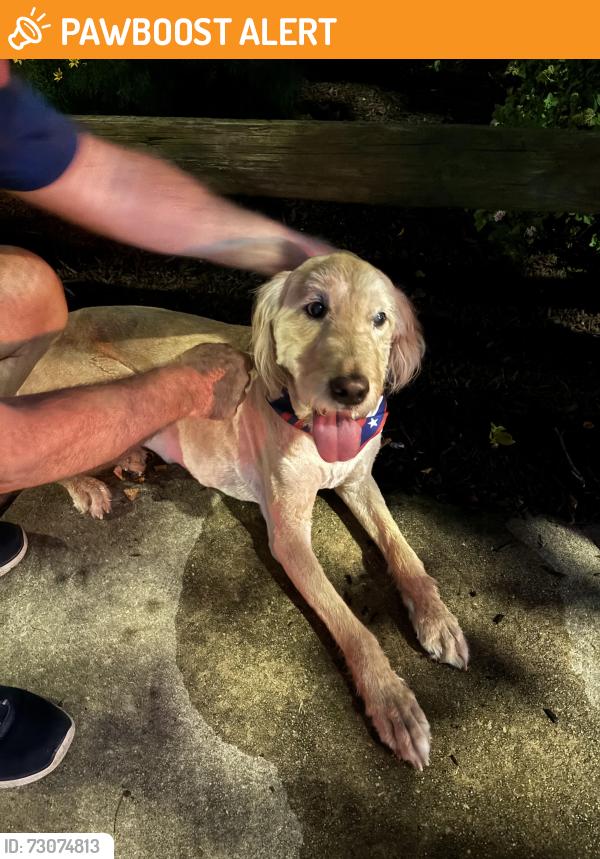 Found/Stray Male Dog last seen Saxer Ave and Powell Ln, Springfield Township, PA 19064