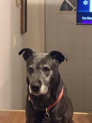 Lost Female Dog last seen 18th St, Kansas City, KS 66106