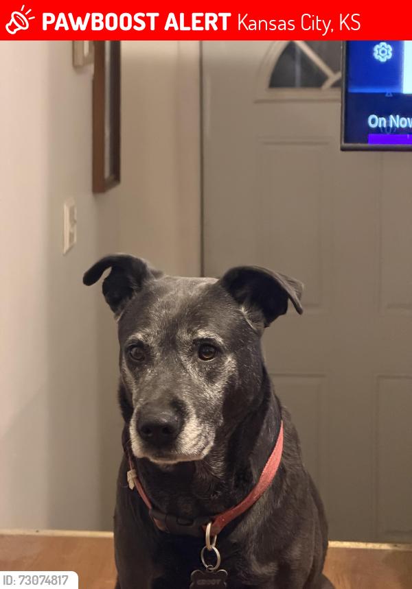 Lost Female Dog last seen 18th St, Kansas City, KS 66106