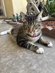 Lost Male Cat last seen Hamilton St Irvine, Culverdale elementary, Irvine, CA 92614