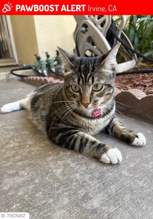 Lost Male Cat last seen Hamilton St Irvine, Culverdale elementary, Irvine, CA 92614