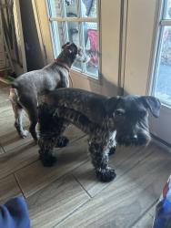 Found/Stray Female Dog last seen Near Rosings Pl Everman 76140, Everman, TX 76140